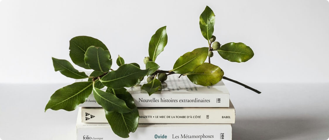 Een olijf blad op 3 boeken met een witte achtergrond